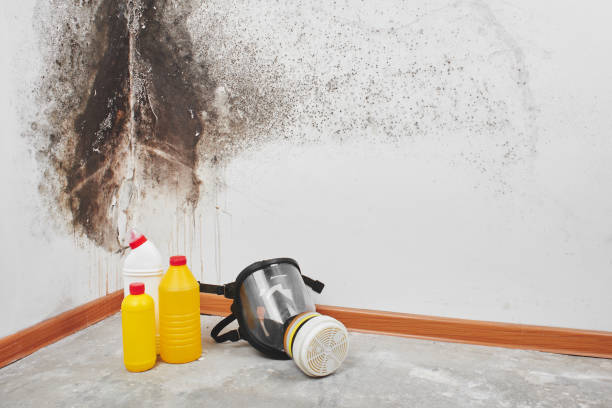 Best Mold Damage Repair  in Marcus Hook, PA