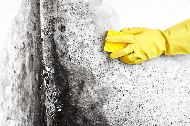 Best Black Mold Removal  in Marcus Hook, PA