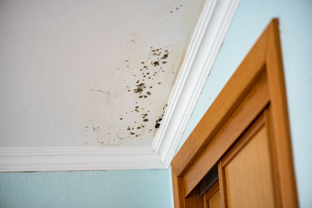 Best Emergency Mold Removal  in Marcus Hook, PA