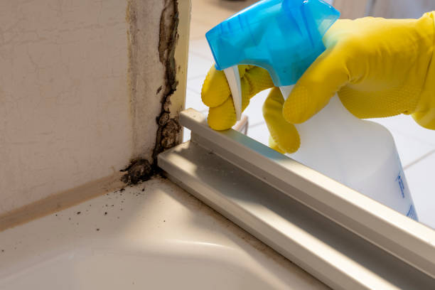 Professional Mold Removal in Marcus Hook, PA