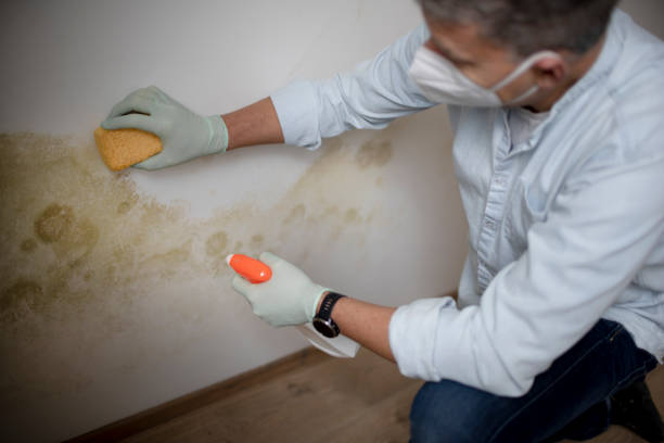 Best Residential Mold Removal  in Marcus Hook, PA