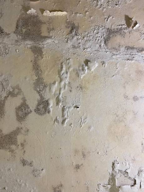 Best Mold Testing and Removal  in Marcus Hook, PA
