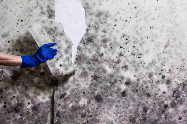 Best Best Mold Removal Companies  in Marcus Hook, PA