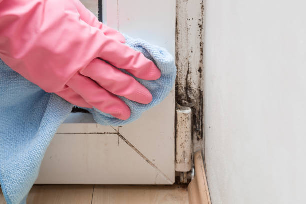 Best Residential Mold Removal  in Marcus Hook, PA