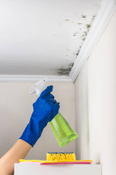 Best Local Mold Removal Service  in Marcus Hook, PA